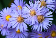 Aster Flower Care and Meaning