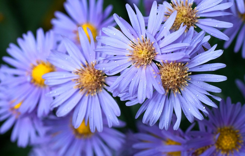 Aster Flower Care and Meaning