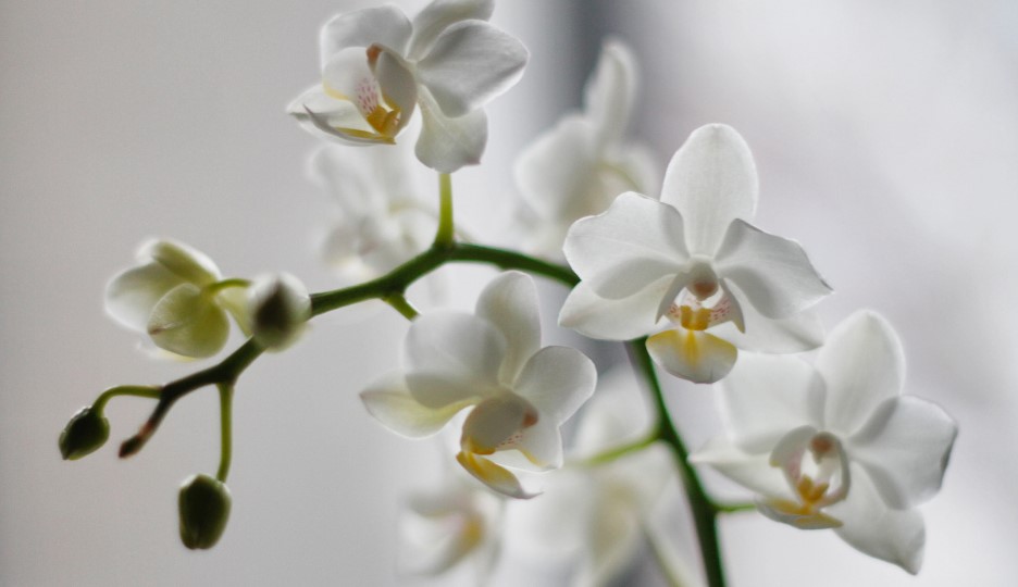 What Do Orchids Symbolize?