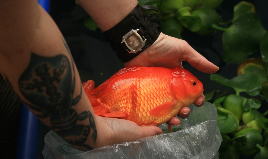 Comet goldfish grow up to 12 inches