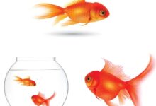 How Big Can Goldfish Get
