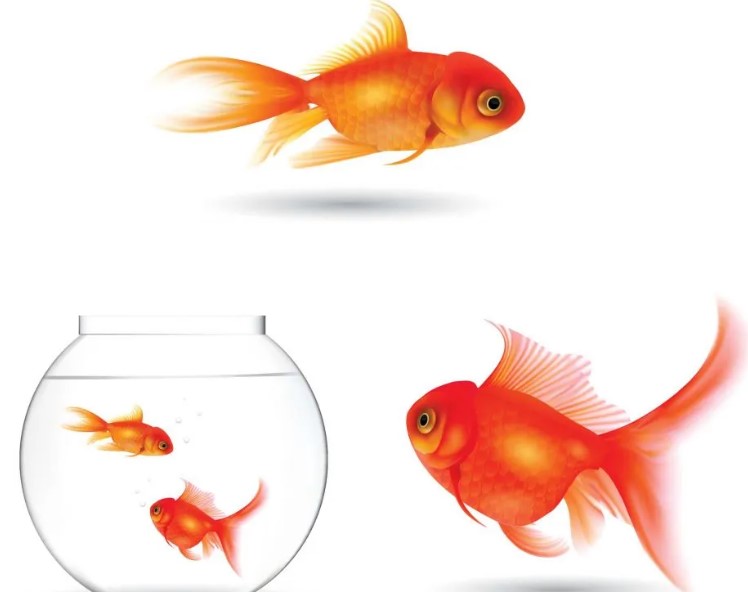 How Big Can Goldfish Get