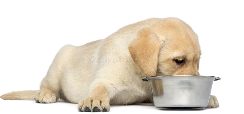 Avoiding overfeeding a puppy