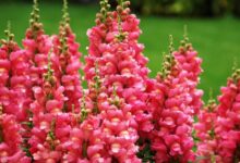 Snapdragon Flower Care and Meaning