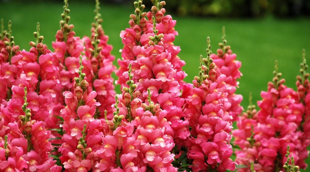 Snapdragon Flower Care and Meaning