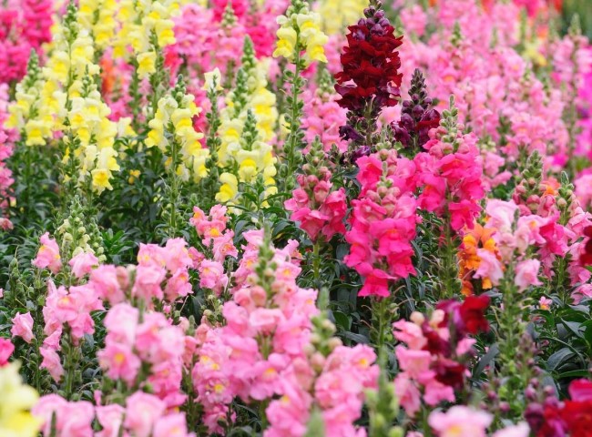 Snapdragon Flower Care and Meaning