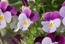 Violet Flower Care and Meaning