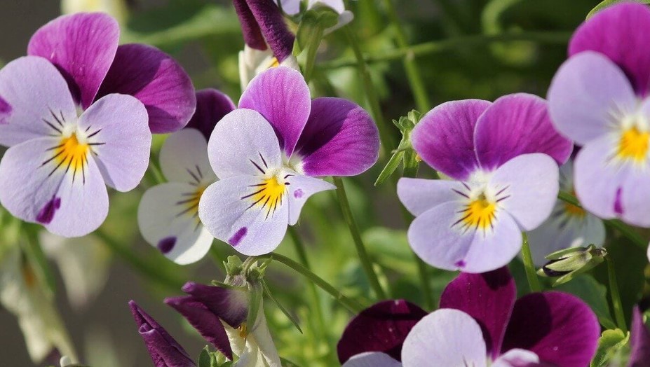 Violet Flower Care and Meaning