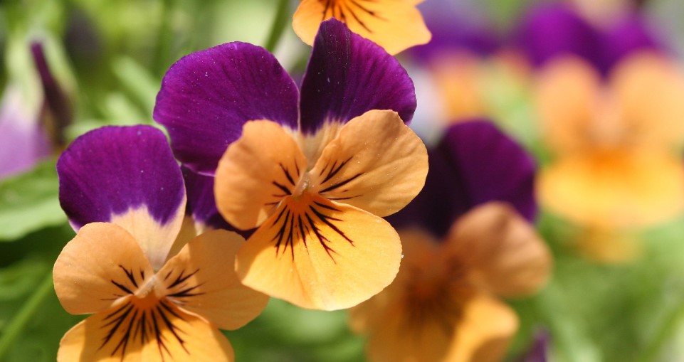 Violet Flower Care and Meaning