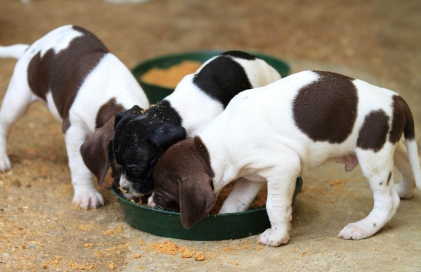How Much to Feed a Puppy