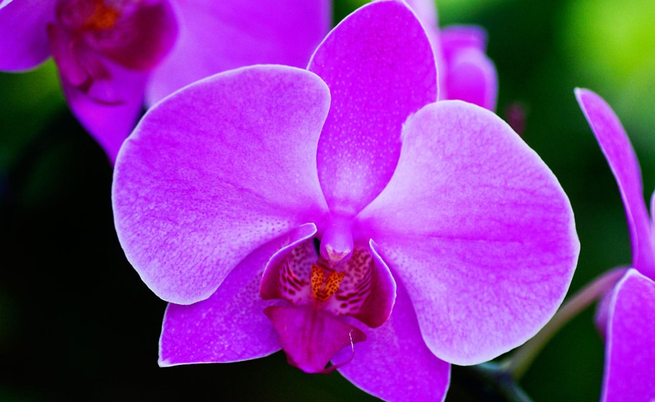 What Do Orchids Symbolize?