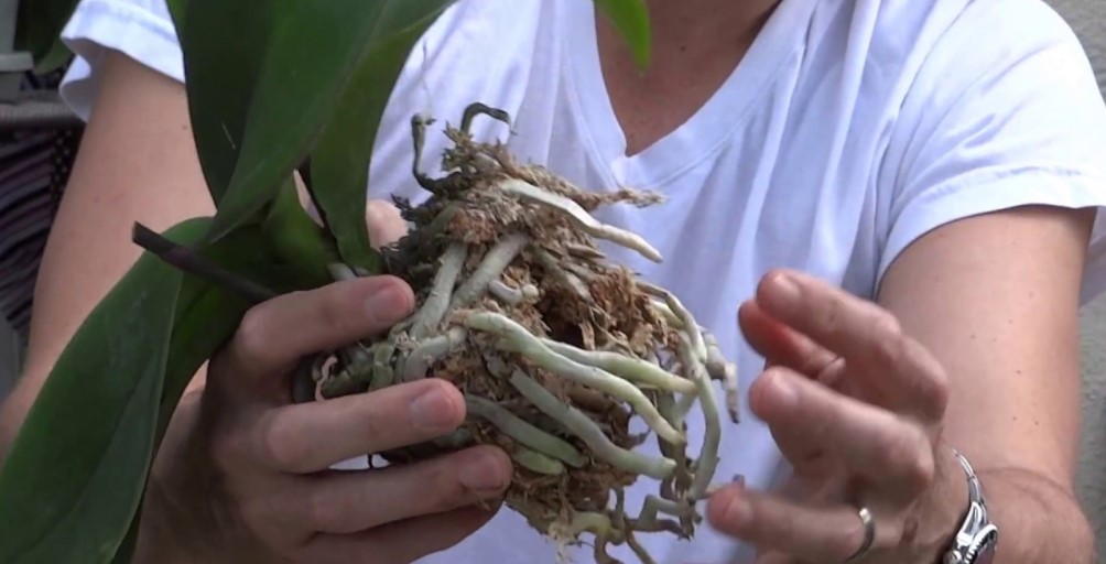 Taking care of an orchid