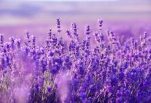 The Lavender Flower