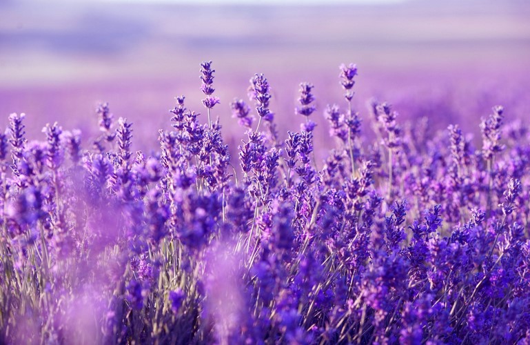 The Lavender Flower