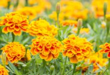 Types of Marigolds