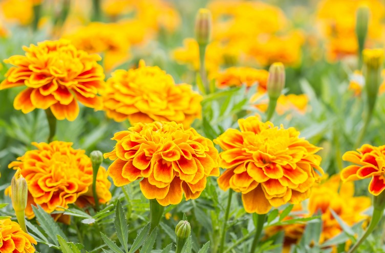 Types of Marigolds