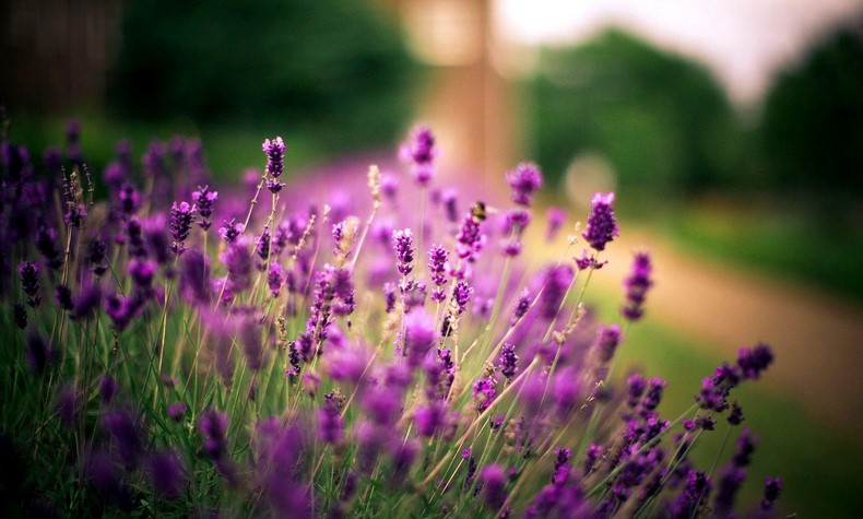 Is lavender The flower of Love?