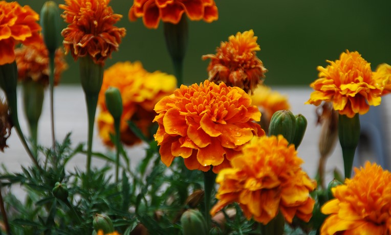 What is the most common marigold?