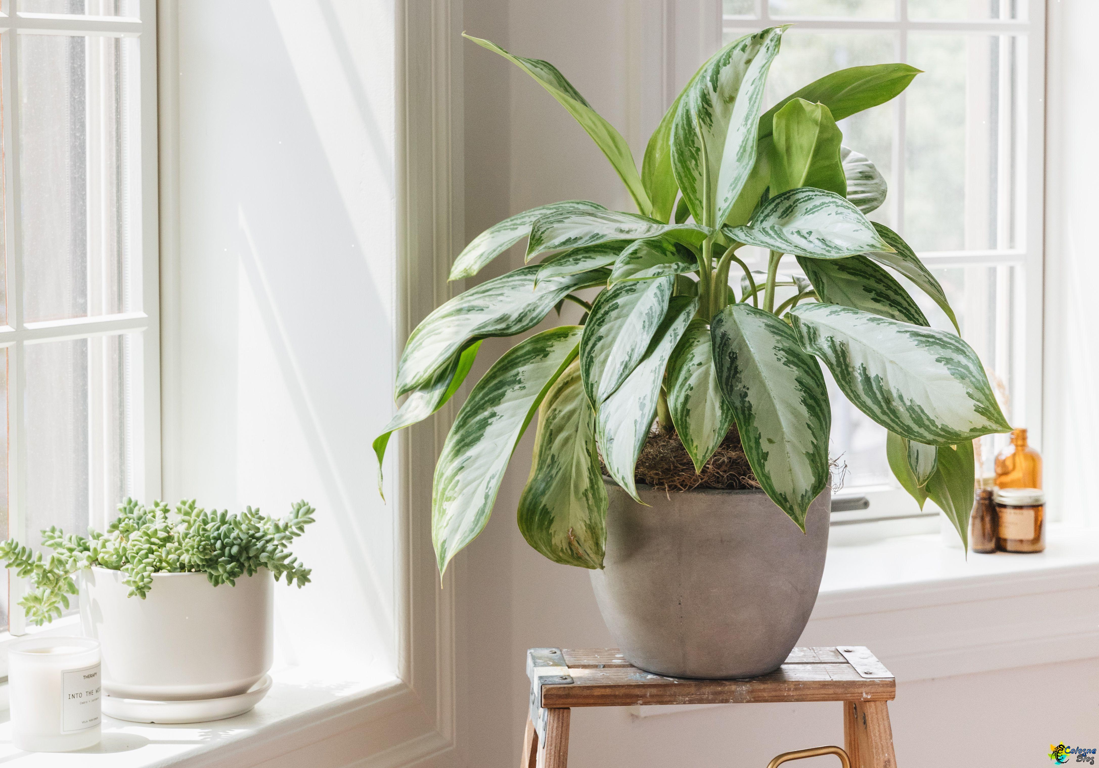 House Plants That Need Very Little Light